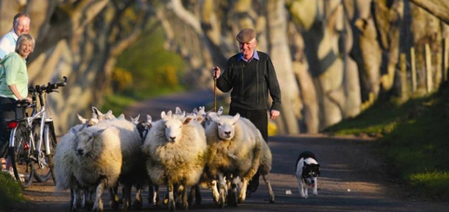 Ireland sheep.